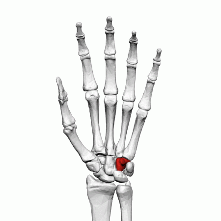 File:Hamate bone (left hand) - animation01.gif