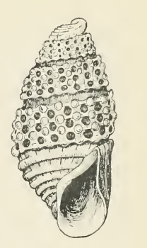 Odostomia oonisca 001.png