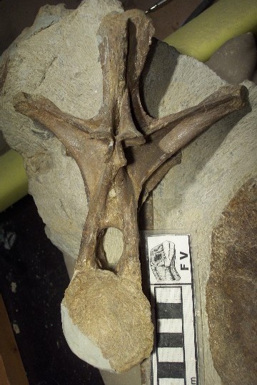 File:Rueckenwirbel Europasaurus.jpg