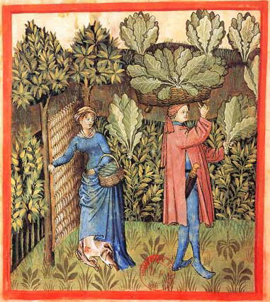 File:Tacuinum Sanitatis-cabbage harvest.jpg