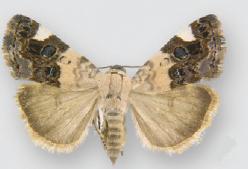 Acontia areli (female).JPG