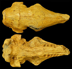Dasypus-bellus-skull.jpg