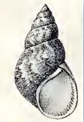 Phasianella jaspidea 001.jpg