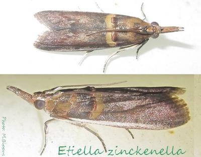 File:Pyralidae-Etiella zinckenella-15.jpg