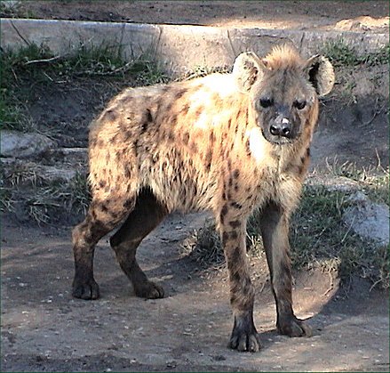 File:Spotted hyena2.jpg