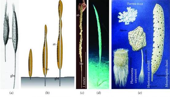 File:Basal spicule of the deep-sea glass sponge Monorhaphis chuni (cropped).jpg