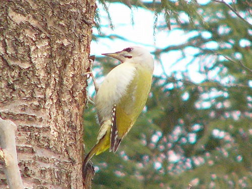 File:Grey-headed Woodpecker.jpg