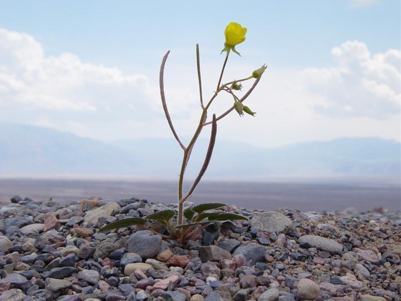 File:Mojave suncup flower at the mouth of Titus Canyon.JPG