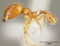 Pheidole epiphyta.jpg