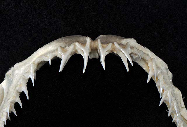 File:Pseudocarcharias kamoharai upper teeth.jpg