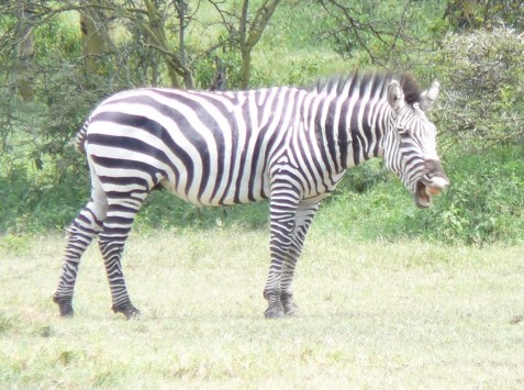 File:Sneezing zebra.jpg
