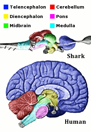 File:Vertebrate-brain-regions small.png