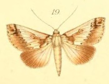 File:19-Risoba lunata (Möschler, 1887) (Lycoselene).JPG