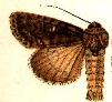 Acronicta hamamelis.JPG