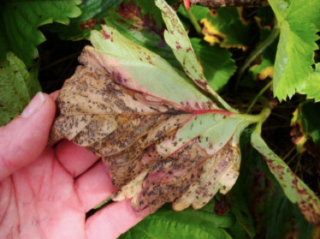 File:Disease severity on underside of leaf.png