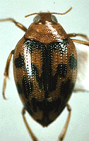 Haliplus fasciatus.png