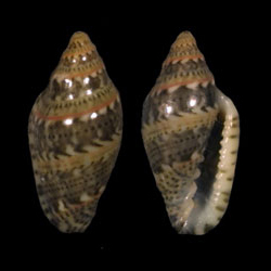 Marginella spinacea 001.jpg