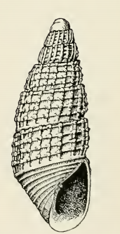 Odostomia excelsa 001.png