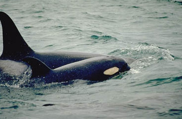 File:Orca mother calf.JPG