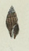 Vexillum aemula 001.jpg