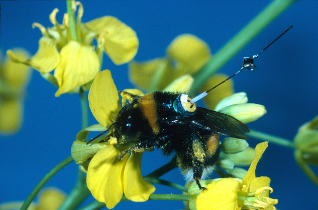 File:A bumblebee (Bombus terrestris) worker with a transponder attached to its back, visiting an oilseed rape flower.png