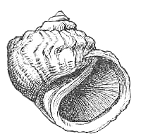 Amphibola crenata shell.jpg