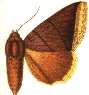 Lagoptera lacteicincta.JPG