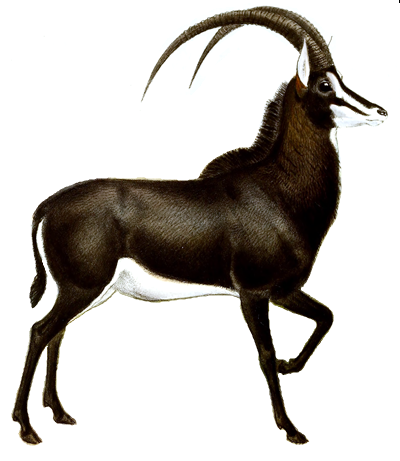 File:The book of antelopes (1894) Hippotragus niger I white background.png