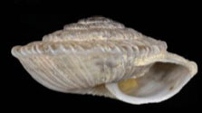 Xeroplexa setubalensis.jpg