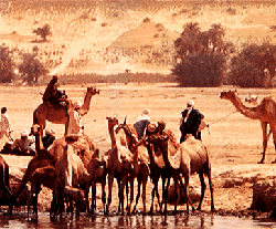 File:Camels in Chad.png