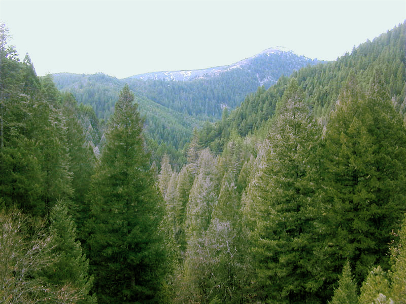 File:Conifer forest edit.jpg