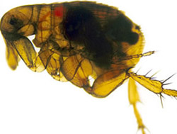 File:Flea infected with yersinia pestis.jpg