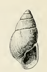 Odostomia avellana 001.png