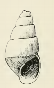 Odostomia notilla 001.png