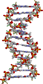 ADN static.png