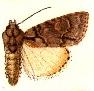 Acronicta falcula.JPG