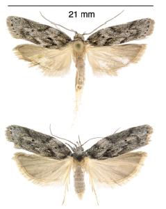 Antaeotricha arizonensis.JPG