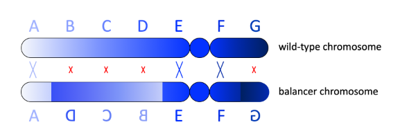 File:Balancer chromosome 200.png