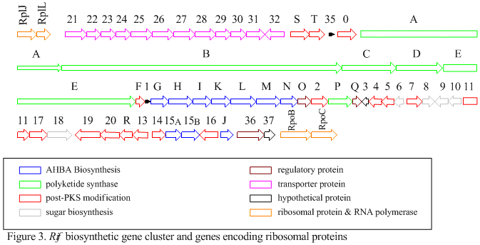 Biosyn genes1.png