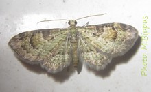 Chloroclystis derasata.jpg