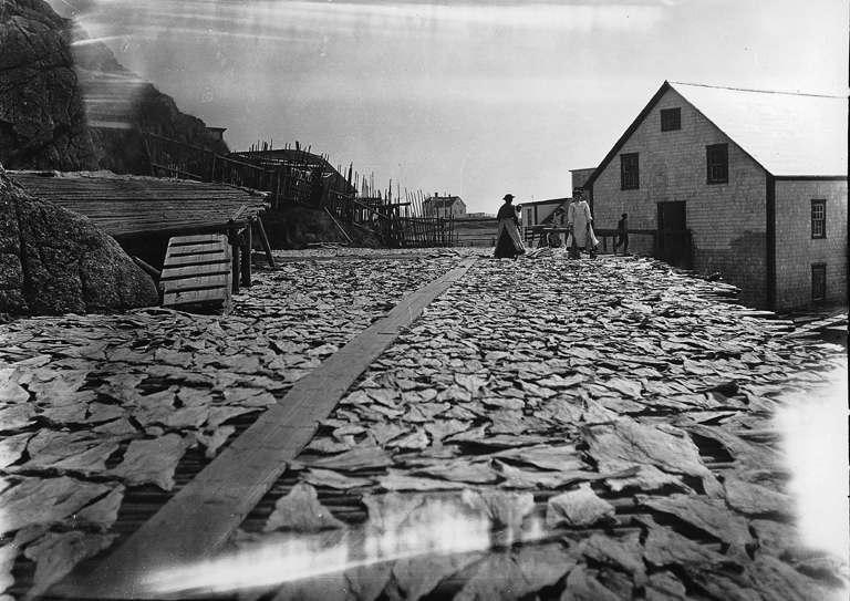 File:Drying fish, Burgeo, NL, 1908.jpg