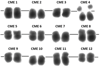 File:Karyotype of melon (Cucumis melo L.).png