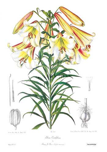 File:Lilium leucanthum var. centifolium.jpg