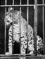 Pumapard, 1904