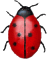 Coccinella.png