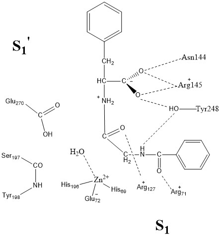 File:CPA Active Site.jpg