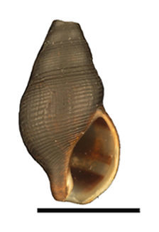 Clea bockii shell.png