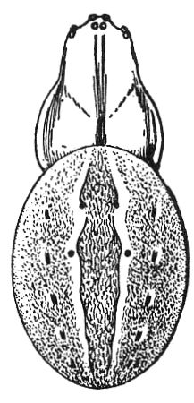 Common Spiders U.S. 396 Neoscona pratensis.png