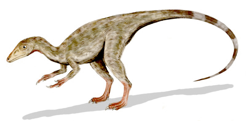 File:Compsognathus BW.jpg
