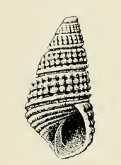 Odostomia vincta 001.png